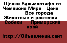 Щенки Бульмастифа от Чемпиона Мира › Цена ­ 1 000 - Все города Животные и растения » Собаки   . Приморский край